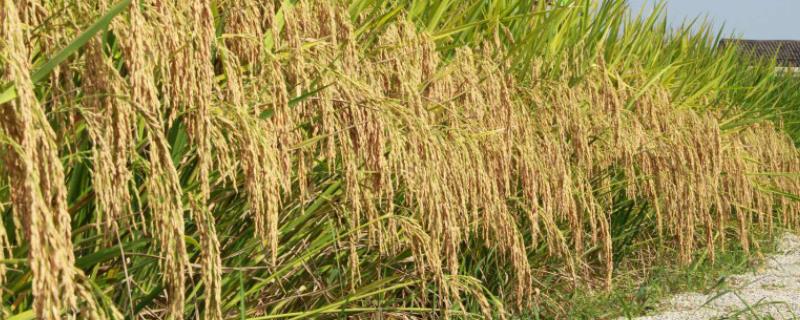 长田优453水稻种子介绍，该品种株型紧凑