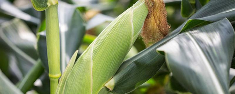 海纳玉9号玉米品种简介，适宜密度5000株/亩