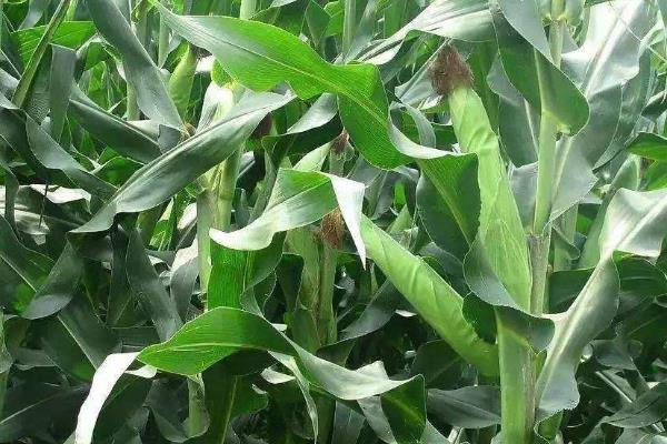 豫单516玉米种简介，适宜密度5000株/亩