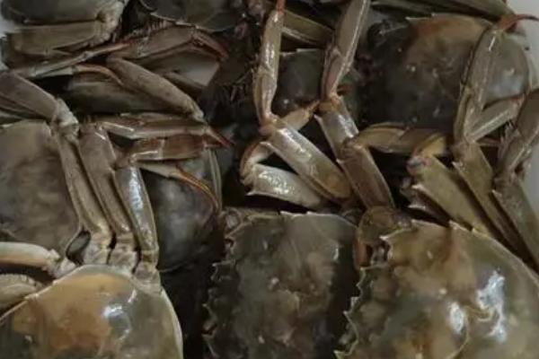 河蟹秋季的死亡原因、可能是感冒或者消化不良导致