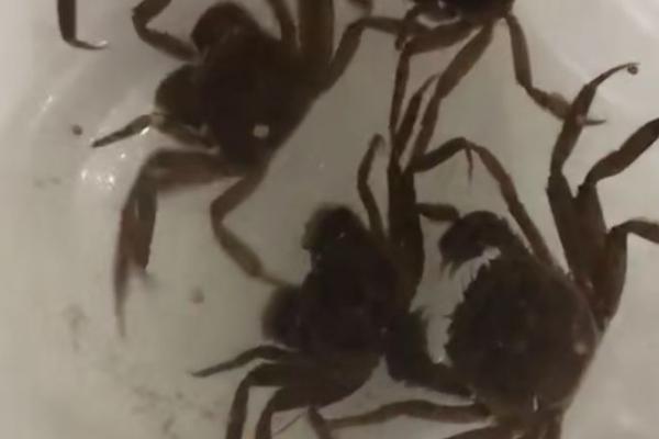 河蟹秋季的死亡原因、可能是感冒或者消化不良导致