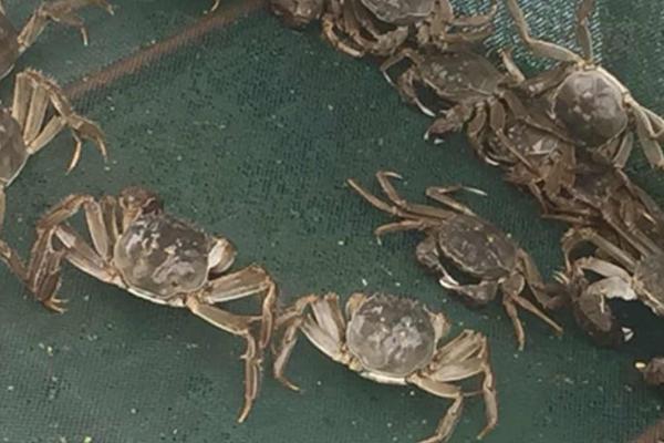 河蟹秋季的死亡原因、可能是感冒或者消化不良导致