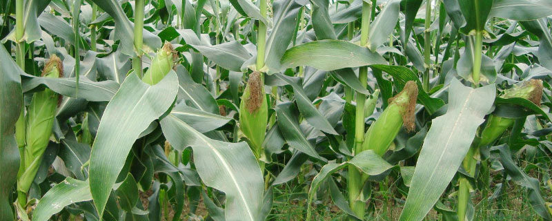 粒农302玉米种子介绍，注意防治茎腐病和南方锈病