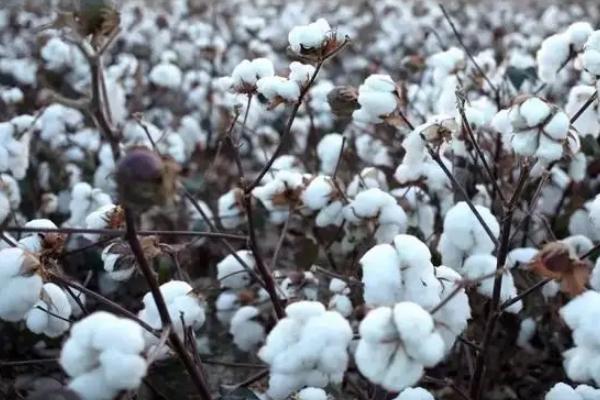 中棉所9D05棉花品种的特性，转单价抗虫基因杂交春棉品种