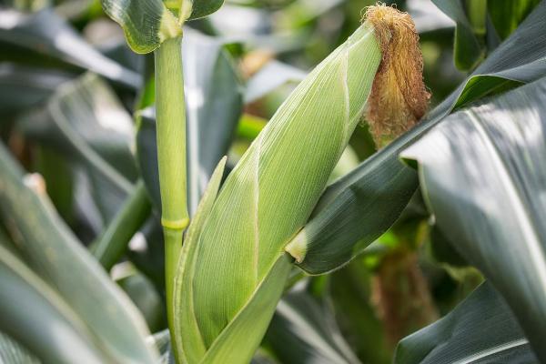洛玉206玉米种子特点，适宜密度4500株/亩