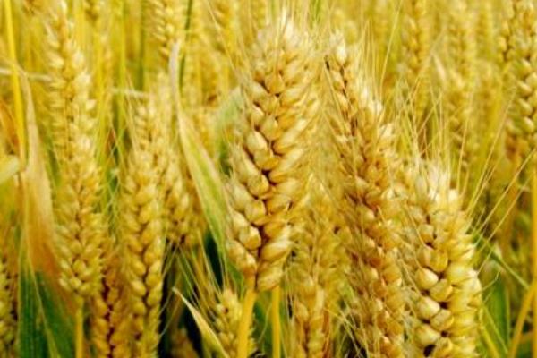 财麦208小麦种子简介，适宜播种期10月上中旬