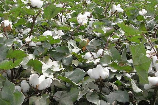 中棉所EM1702棉花种简介，转单价抗虫基因常规夏棉品种