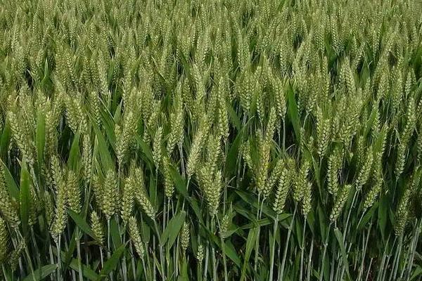 双德麦9小麦种子介绍，半冬性品种