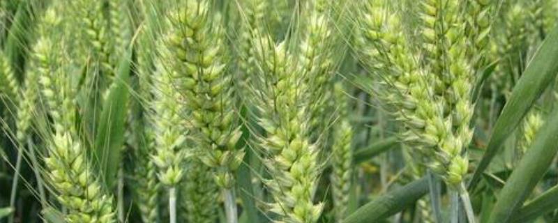 轮选186小麦种子特点，半冬性品种