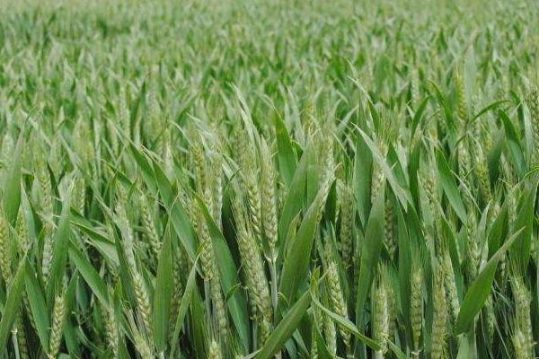 豫农807小麦种子简介，适宜播种期10月上中旬