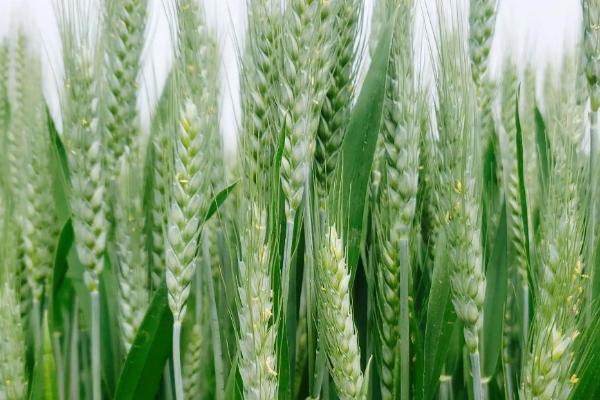 许麦1889小麦品种的特性，半冬性品种