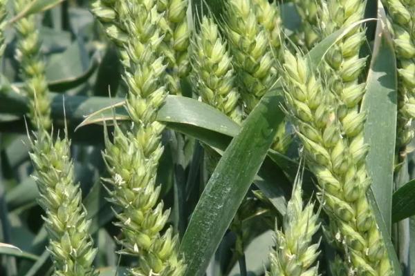 豫农807小麦种子简介，适宜播种期10月上中旬