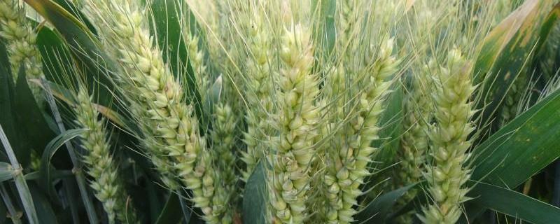 许麦1889小麦品种的特性，半冬性品种