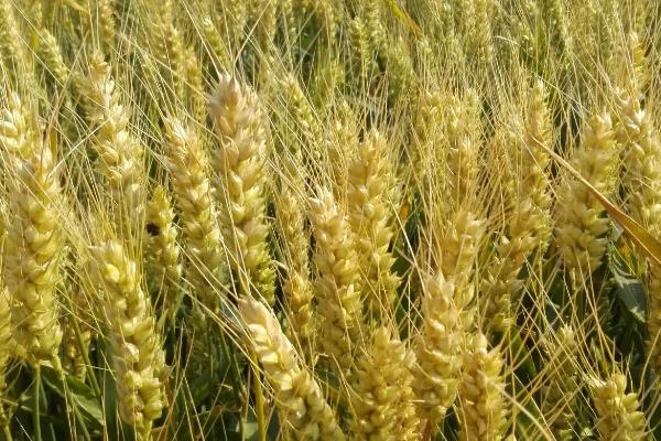 禾麦66小麦种简介，半冬性品种