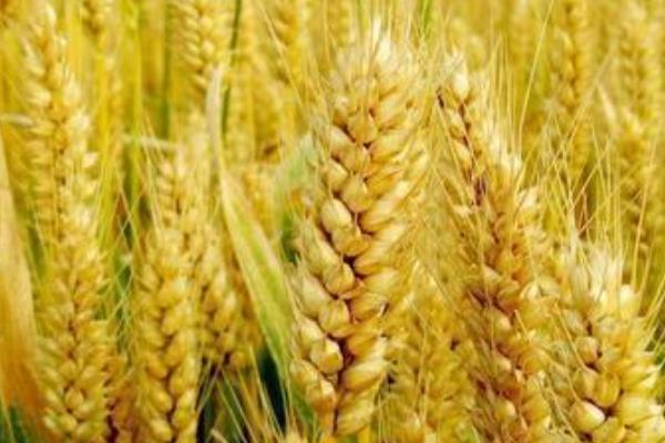 金马1号小麦种子介绍，每亩适宜基本苗16～18万