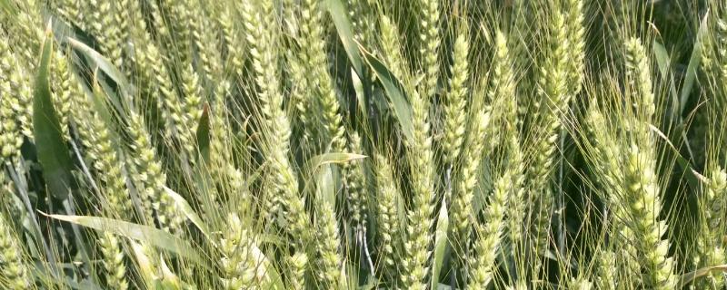 豫园9号小麦种子特点，半冬性品种