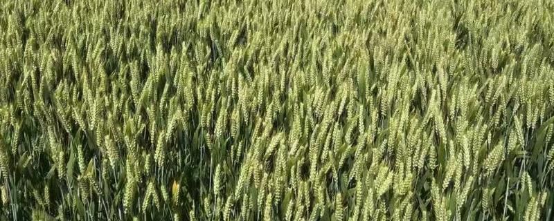 偃高162小麦种子特点，半冬性品种