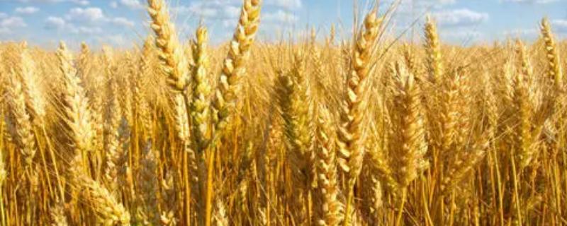 百农4299小麦种子特征特性，半冬性品种