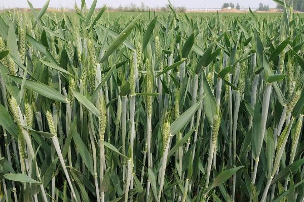 科林11小麦种子特征特性，每亩适宜基本苗16～20万