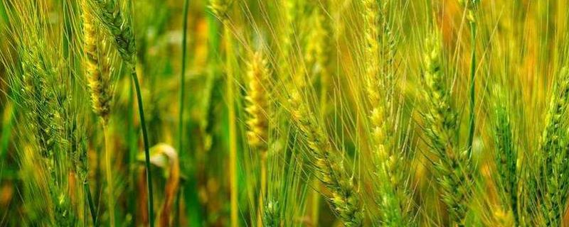 温麦K3小麦品种的特性，适宜播种期10月上中旬