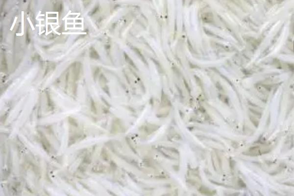 大银鱼的产地，主要分布在朝鲜、韩国和中国