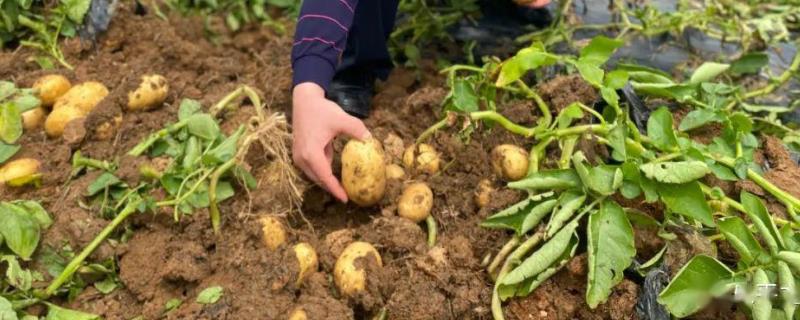 马铃薯中后期怎么管理，做好中耕除草工作有利于提高产量