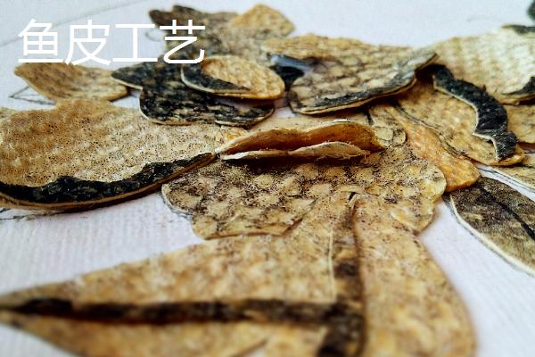 黑龙江同江市的特产，同江玉米畅销多个省市