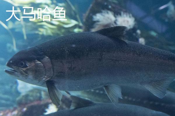 黑龙江同江市的特产，同江玉米畅销多个省市