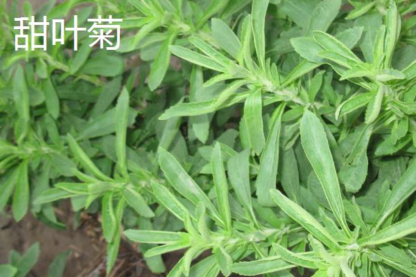 黑龙江同江市的特产，同江玉米畅销多个省市