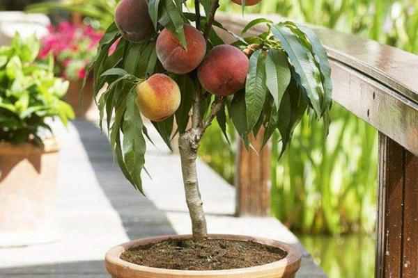 桃树的盆栽方法，将苗木放入盆中、再倒入盆土并灌透水