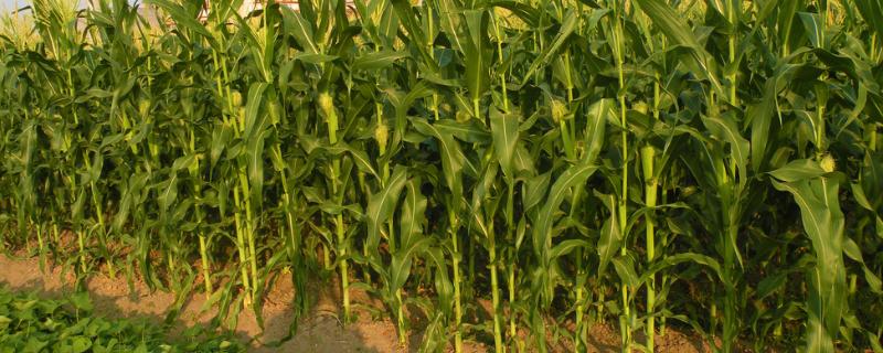 鄂科玉6号玉米种子简介，单作每亩种植4000株左右