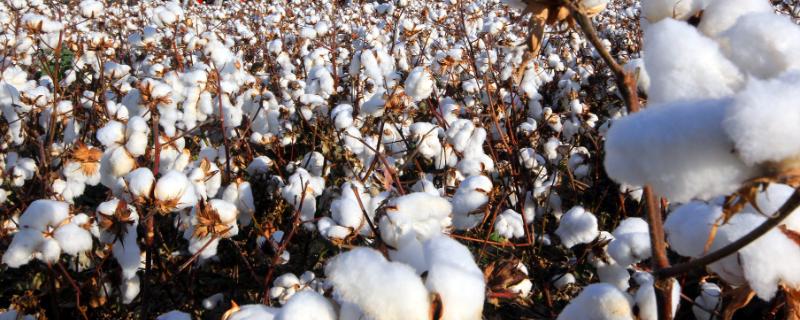 华惠124棉花种子简介，一般每亩直播密度4000株