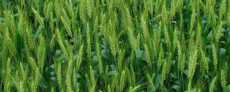 襄麦91小麦品种的特性，属偏春性品种