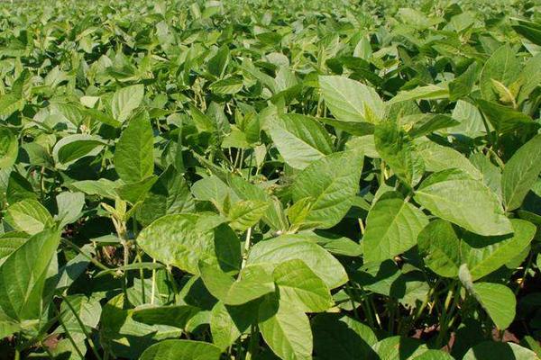 嘉黄35大豆种简介，根据肥力一般亩保苗3～8万株