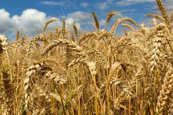 正麦66小麦种子简介，属偏春性品种