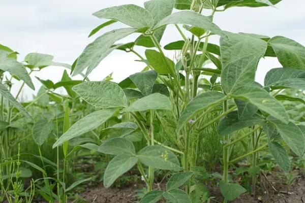 邯豆15大豆品种简介，根据肥力一般亩保苗2～5万株