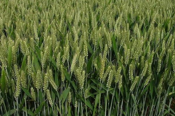 正麦66小麦种子简介，属偏春性品种