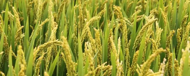 珞红5A水稻种子特点，一期保持系与不育系同期播种