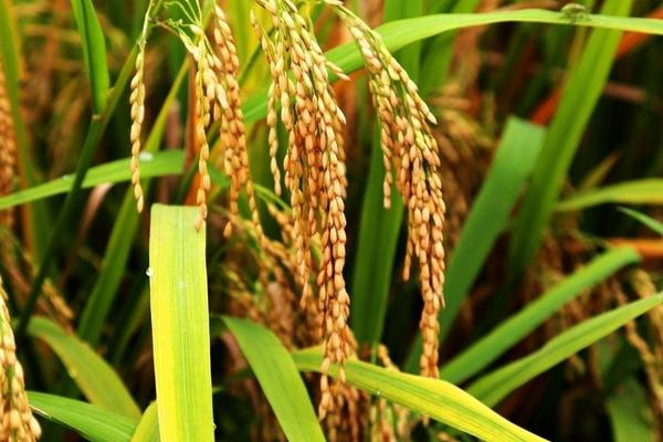 儒26S水稻种子特点，苗期注意防治稻蓟马和叶蝉