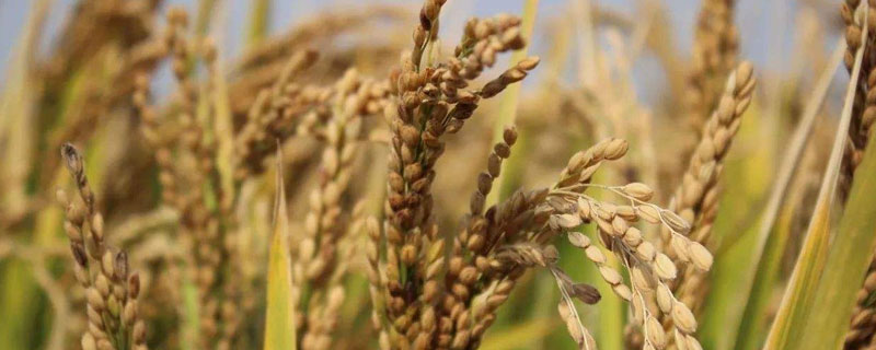 福兴16S水稻种子特征特性，在海南冬繁11月下旬播种