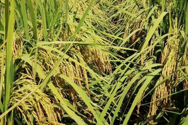 青华油丝水稻品种简介，全生育期112.6天