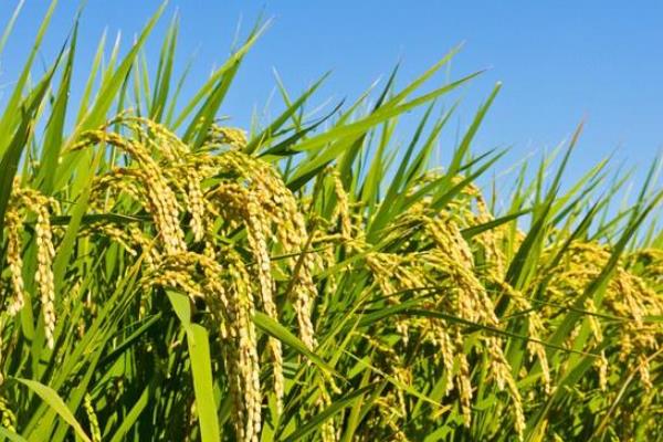 魅两优菊丰占水稻种子简介，5月下旬至6月上旬播种