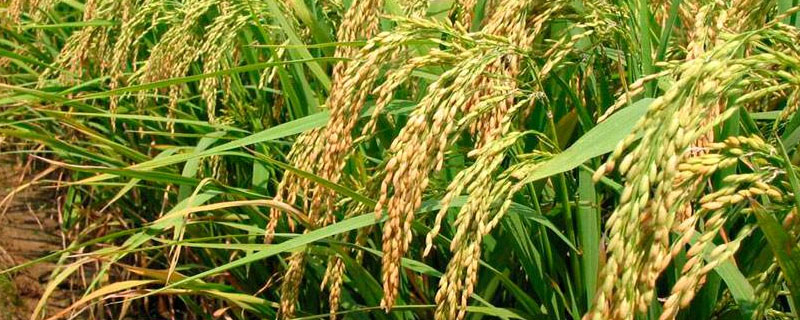 花香两优6号水稻种子特点，属中熟偏迟籼型中稻品种
