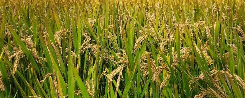 多籼占1号水稻种子介绍，4月下旬至5月中旬播种