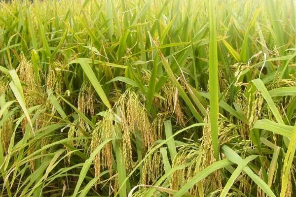 华丰62水稻种子特征特性，5月下旬至6月上旬播种