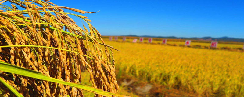 襄两优338水稻种子特征特性，4月中旬至5月中旬播种