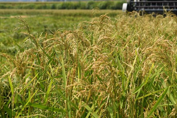 糯两优71水稻品种简介，秧田亩播种量10公斤左右