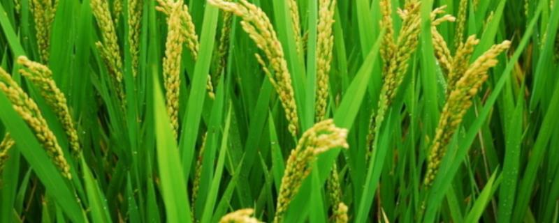 糯两优564水稻品种的特性，播种前宜用咪鲜胺浸种