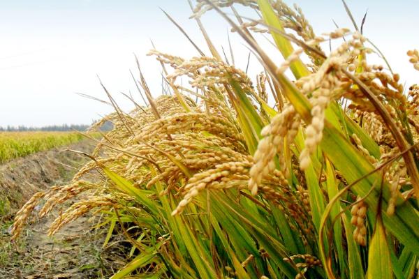 糯两优71水稻品种简介，秧田亩播种量10公斤左右