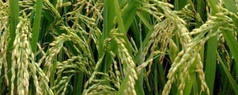 汉两优642水稻种简介，播种前宜用咪鲜胺浸种